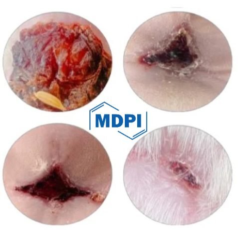 Enhancing Diabetic Wound Healing Through Injectable Hydrogel Innovation